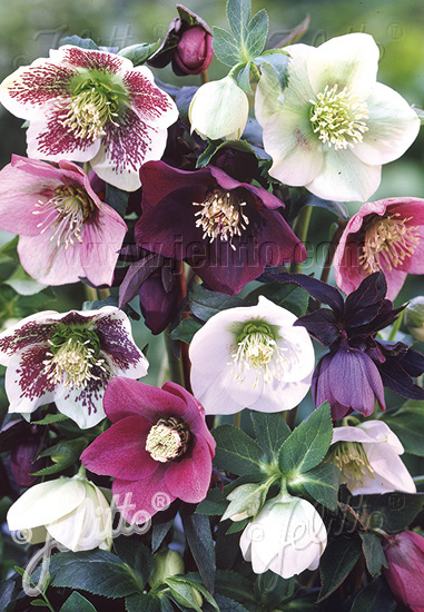 Čemerica východná zmes HELLEBORUS Orientalis hybrid mixturecca.10 semien